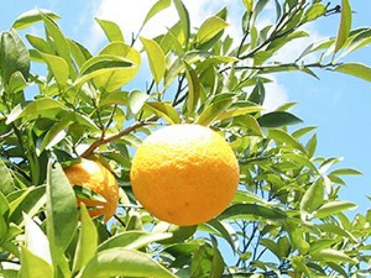 株式会社伊藤農園