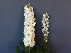 株式会社クロカワストック＜正社員募集＞