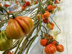 株式会社淡路の島菜園